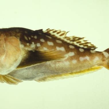 披肩瞻星魚|Ichthyscopus lebeck (Bloch & Schneider, 1801) 